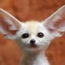 fox_brush